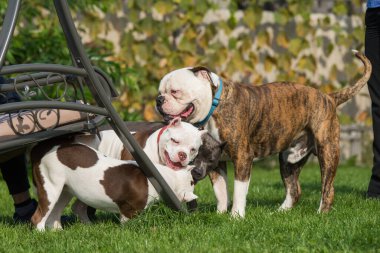 Beyaz Amerikalı zorba köpek ve mavi brindle Amerikan Staffordshire Terrier köpeği yeşil çimlerde oynuyorlar..