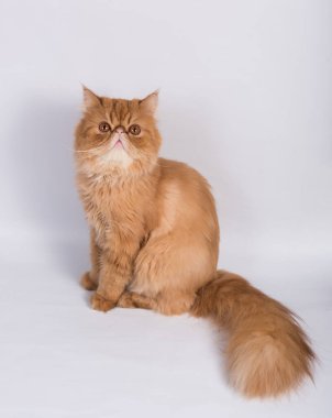 İran egzotik uzun saçlı kedisi beyaz arka planda.