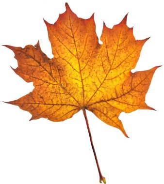 Autumn maple leaf isolated on white background. clipart