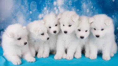 Beyaz altı tüylü küçük Samoyed köpek köpekleri mavi Noel 'de ya da yeni yılda kar taneleriyle oturuyorlar.