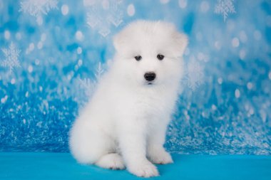 Beyaz tüylü ayı küçük Samoyed yavru köpek ağızlığı mavi Noel 'de ya da yeni yılda kar taneleriyle yakın çekim yapar.