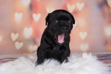 Black American Staffordshire Terrier köpeği veya Amstaff kuklası.
