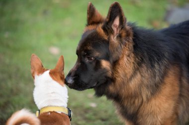 Uzun saçlı Alman çoban köpekleri çimlerin üzerinde Basenji köpeğiyle oynuyorlar..