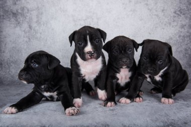 Siyah ve beyaz Amerikan Staffordshire Teriyer köpekleri veya gri arka planda AmStaff yavruları.
