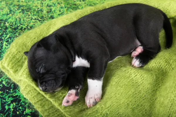 Siyah beyaz Amerikan Staffordshire Terrier köpeği ya da yeşil arka planda AmStaff köpeği.