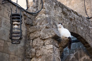 Cat Yunanistan 'ın Rodos şehrinde.