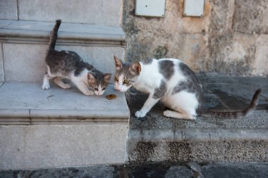 Anne kedi ve kedi yavrusu kuru yemek yerler. Küçük kedisi olan evsiz bir kedi. Evsiz hayvanlar. Rodos, Yunanistan