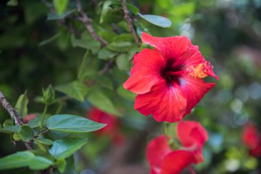 Hibiscus rosa-sinensis temmuzda kırmızı çiçeklerle çiçek açar. Rodos