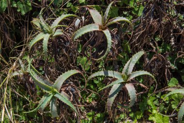 Rodos 'ta Aloe Ağaçevi yetişiyor.