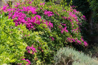 Güzel begonviller eski duvarın etrafında çiçek açıyor..