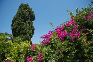 Güzel begonviller eski duvarın etrafında çiçek açıyor..