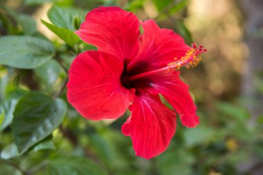 Hibiscus rosa-sinensis temmuzda kırmızı çiçeklerle çiçek açar. Rodos