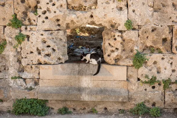 Rodos 'un eski kasabasında evsiz bir kedi.