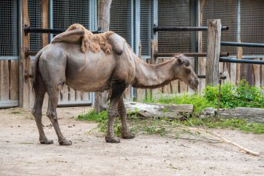 Bactrian devesi, Camelus baktrianus hayvanat bahçesinde iki hörgüçlü.