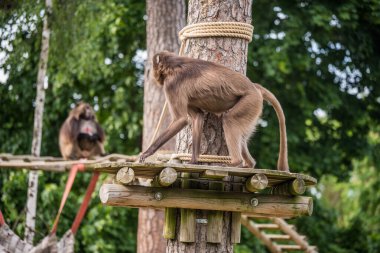 Dişi Gelada babunu Theropithecus gelada, bazen kanayan kalp maymunu ya da gelada babunu olarak da bilinir..