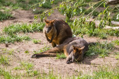 Hayvanat bahçesinde iki Kızıl Kanguru.