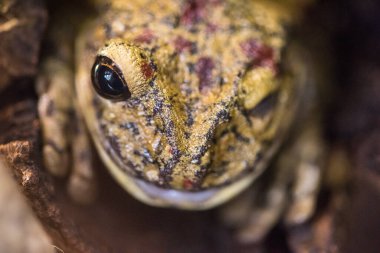 Akvaryumdaki kurbağa, hayvanat bahçesi..