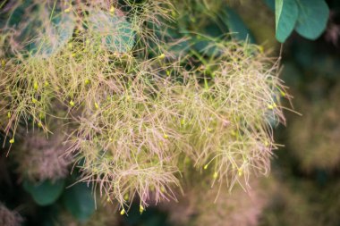 Çiçekli çalılar kırmızı cotinus coggygria dumanı ağacı. Anacardiaceae ailesinden güzel pofuduk çiçekler skumpiya bronzlaşması. Woody yaprak döken bahçe bitkisi. Sarı boya elde etmek için bronzlaş. Tüttür..