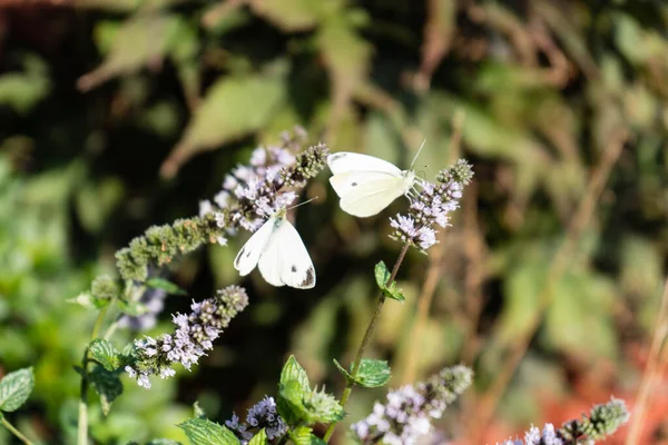 自宅の庭から開花ミントの植物に昆虫 — ストック写真