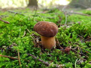 Ormandan yeni çıkmış mantarlar.