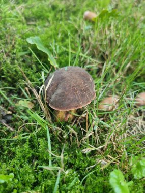 Ormandan yeni çıkmış mantarlar.