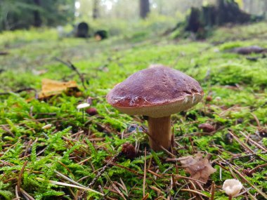 Ormandan yeni çıkmış mantarlar.