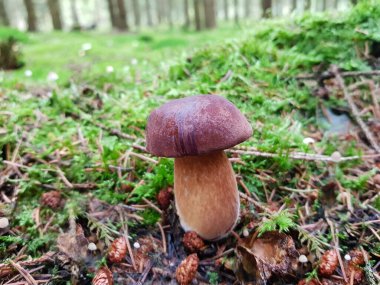 Ormandan yeni çıkmış mantarlar.