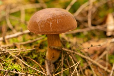 Ormandan yeni çıkmış mantarlar.