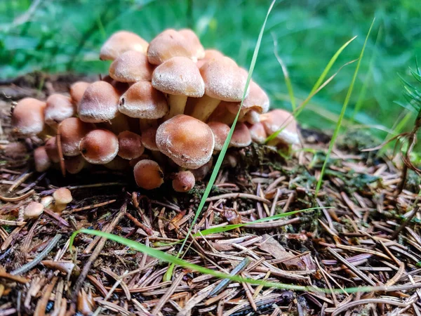 Fresh Wild Mushrooms Out Forest — Stock Photo, Image