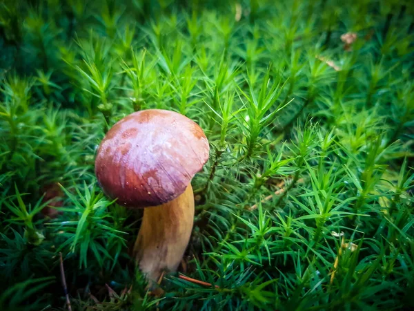 Frische Wilde Pilze Aus Dem Wald — Stockfoto