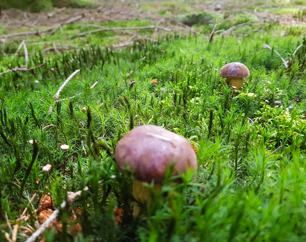 Tuoreet Luonnonvaraiset Sienet Pois Metsästä — kuvapankkivalokuva