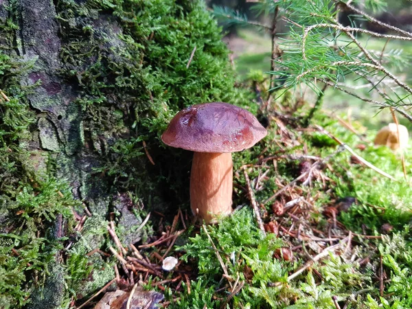 Cogumelos Selvagens Frescos Fora Floresta — Fotografia de Stock