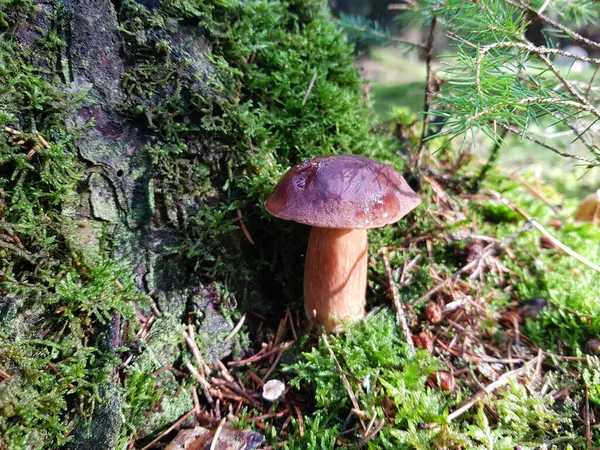 Frische Wilde Pilze Aus Dem Wald — Stockfoto