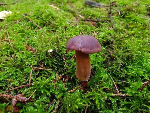 森林里新鲜的野生蘑菇 — 图库照片