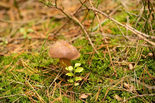 Cogumelos Selvagens Frescos Fora Floresta — Fotografia de Stock
