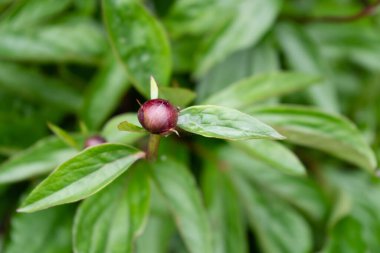 Süt Beyaz Pentekost Gül Paeonia laktiflora