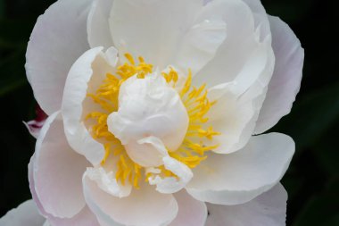 Süt Beyaz Pentekost Gül Paeonia laktiflora