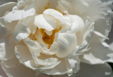 Süt Beyaz Pentekost Gül Paeonia laktiflora