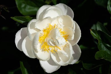 Süt Beyaz Pentekost Gül Paeonia laktiflora