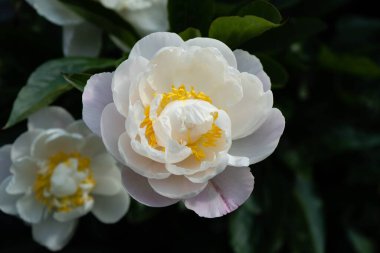 Süt Beyaz Pentekost Gül Paeonia laktiflora