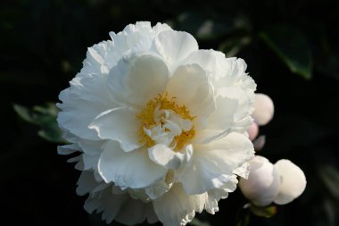 Süt Beyaz Pentekost Gül Paeonia laktiflora