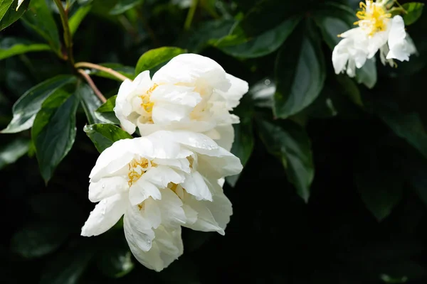Γάλα White Pentecost Rose Paeonia Lactiflora — Φωτογραφία Αρχείου