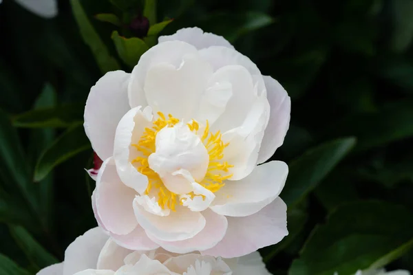 Leche Pentecostés Blanco Rosa Paeonia Lactiflora —  Fotos de Stock