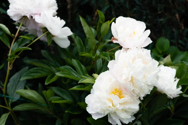 Молоко Біла Ятидесятниця Rose Paeonia Lactiflora — стокове фото