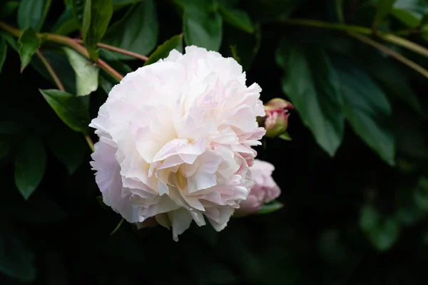 Молоко Біла Ятидесятниця Rose Paeonia Lactiflora — стокове фото