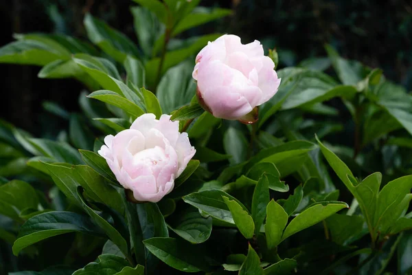 乳白色的五旬节蔷薇花 — 图库照片