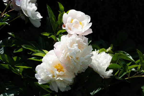 Die Weiße Pentecost Rose Paeonia Lactiflora — Stockfoto