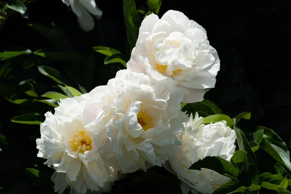 Mleko Białe Pięćdziesiątnice Rose Paeonia Lactiflora — Zdjęcie stockowe