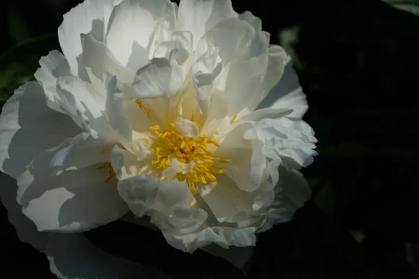 Leite Branco Pentecost Rose Paeonia Lactiflora — Fotografia de Stock