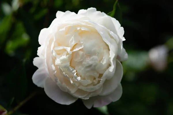 Молоко Белая Пятидесятница Rose Paeonia Lactiflora — стоковое фото
